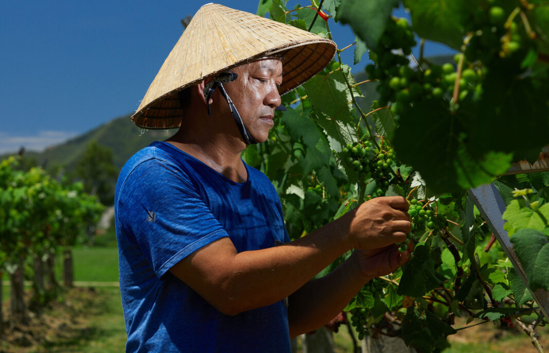 Yen Valley - A Romantic Grape Farm with Picturesque Natural Beauty