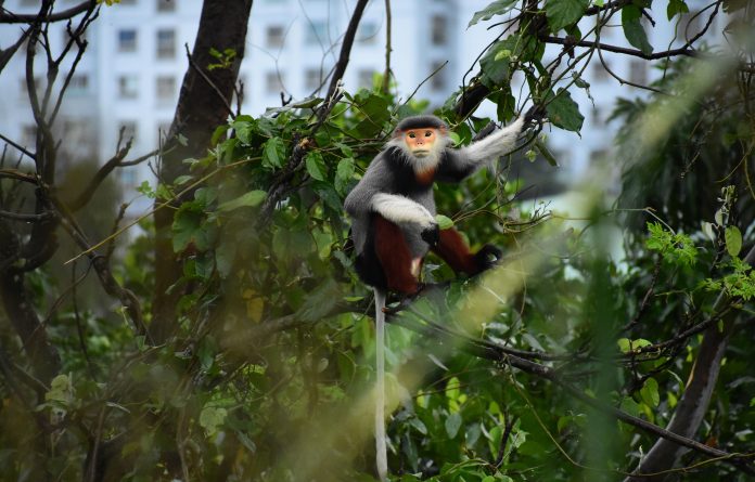 Discovery Son Tra and watching Spot Red-shanked Douc Langurs